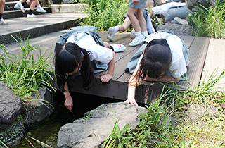 せせらぎ（ビオトープ）